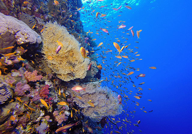 Red Sea Unterwasser