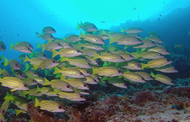 Malediven Unterwasser